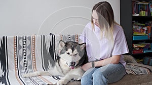 4k. attracive happy woman pet and scratch alaskan Malamute dog with love.