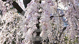 4k b-roll cinematic footage of full bloom sakura hanami or cherry blossom at Ueno Park, Tokyo, Japan