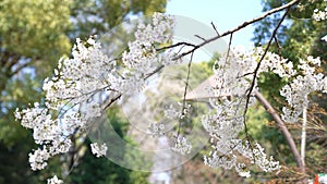 4k b-roll cinematic footage of full bloom sakura hanami or cherry blossom at Ueno Park, Tokyo, Japan