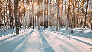 4K Beautiful Blue Shadows From Pines Trees In Motion On Winter Snowy Ground. Sun Sunshine In Forest. Sunset Sunlight