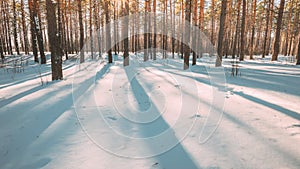 4K Beautiful Blue Shadows From Pines Trees In Motion On Winter Snowy Ground. Sunshine In Forest. Sunset Sunlight Shining