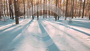 4K Beautiful Blue Shadows From Pines Trees In Motion On Winter Snowy Ground. Sunshine In Forest. Sunset Sunlight Shining