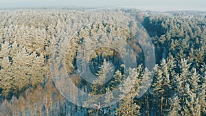 4K Beautiful Green Snowy White Forest In Winter Frosty Day. Aerial View Flight Above Amazing Pine Forest. Landscape