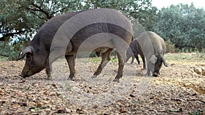 4K Black Iberian pigs eating acorn in field Extremadura. Pig herd pasturing