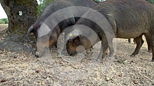 4K Black Iberian pigs eating acorn in field Extremadura. Pig herd pasturing