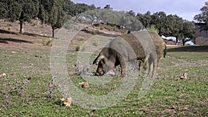 4K Black Iberian pigs eating acorn in field Extremadura. Pig herd pasturing
