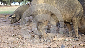 4K Black Iberian pigs eating acorn in field Extremadura. Pig herd pasturing