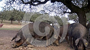 4K Black Iberian pigs eating acorn in field Extremadura. Pig herd pasturing