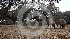 4K Black Iberian pigs eating acorn in field Extremadura. Pig herd pasturing