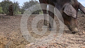 4K Black Iberian pigs eating acorn in field Extremadura. Pig herd pasturing