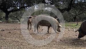 4K Black Iberian pigs grazing through the oak trees in grassland Extremadura