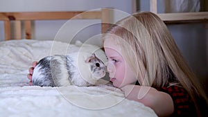 4k Blonde girl playing with her domestic Grey guinea pig at home, touch each other with their noses. Animal friends