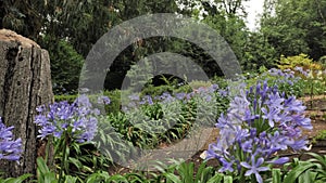 4k Botanic Park views of different types of greenpeace nature, plants, green grass, trees and flowers, Asturias