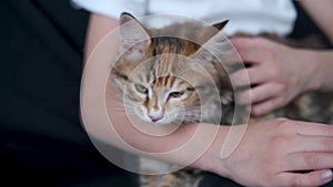 4k. Boy holding young kurilian bobtail kitten sitting on the coach