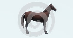 4k brown horse foal pet,silhouette,farm animal wild life,beautiful spirit.