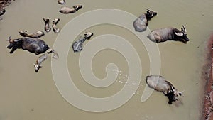 4K on Buffalo water walking with background of countryside at Pasak Chonlasit Dam