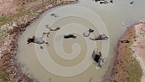 4K on Buffalo water walking with background of countryside at Pasak Chonlasit Dam