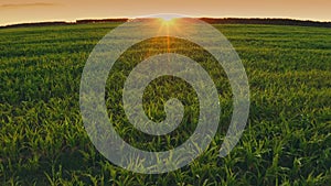 4K Calm flight above summer cornfield. sunset sun sunrise sunshine shine light above corn field. Countryside Rural