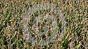 4K camera drone flying backwards over crops field in rural area