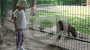 4K Child at Zoo Park Feeding Baby Goat, Happy Little Girl Playing with Animals