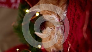 4k. Christmas cats. Two cute little ginger striped kittens sleeping on festive holiday background. Red Kitty with