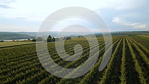 4K Cinematic aerial footage of vineyards