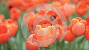 4K. close-up of colorful of tulip flowers field in spring season, orange tulip