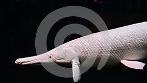 4K Close-up huge alligator gar in aquarium