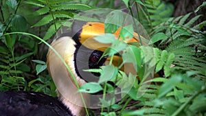 4K, Close up a male Great Indian Hornbill in green jungle, Southeast Asia