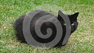 4K Close-up of a miaowing furry black cat chantilly Tiffany. Dark cat in the garden . Fluffy adult tomcat laying on the grass a