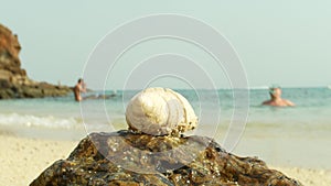 4k, close-up of seashells on a sandy beach, against a backdrop of the sea.