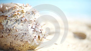 4k, close-up of seashells on a sandy beach, against a backdrop of the sea.