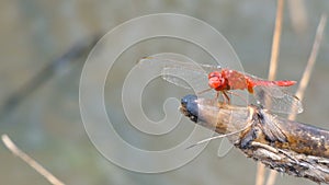 4K Close up shot dragonfly fly insect in nature place of tropical Asia
