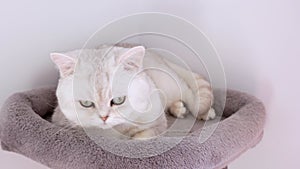 4k Close up white kitten with big blue eyes lying on grey cat tree. Striped domestic kitty lying.