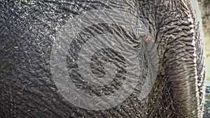 4K, closeup of an elephant swinging his tail. Close up of asiatic elephant