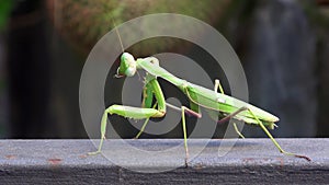 4K. Closeup of a green praying mantis. The insect is cleaning, hygiene.