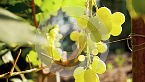 4k closeup video of ripe grapes on vine at bright sunny day on field