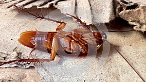 4K Cockroaches live on old corrugated cardboard