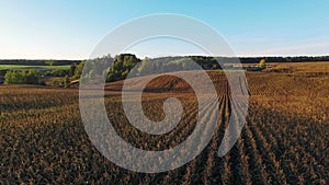 4K Compilation View. Flight and takeoff above corn field at golden sunset, aerial panoramic view