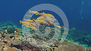 4k Coral reef with Yellowfin Goatfishes and Striped Large-eye Breams