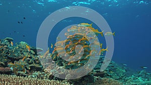 4k Coral reef with Yellowfin Goatfishes and Striped Large-eye Breams