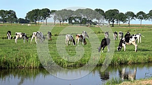 4K. Cows on livestock farming. Cows grazing on green meadow in Edam