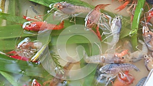4K Crayfish are sold on local markets