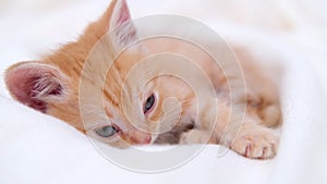 4k cute ginger striped domestic kitten sleeping lying on white light blanket on bed. Sleep and play cat. Concept of