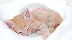 4k cute ginger striped domestic kitten sleeping lying on white light blanket on bed. Sleep and play cat. Concept of