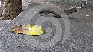 4k, Cute Pallas`s squirrel running and play on the asphalt ground in a park