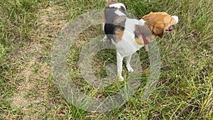 4k The dog stand up from dry grass and shakes off.