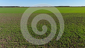 4K drone backward flying over a wheat crops field in rural area