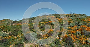 4k Drone Flight Footage Over California Poppies Super Bloom