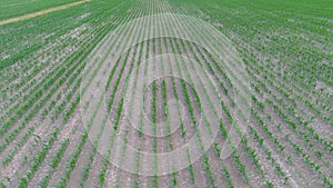 4K drone flying over crops field in rural area